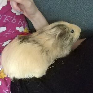 Meet your Posher, Rachelle